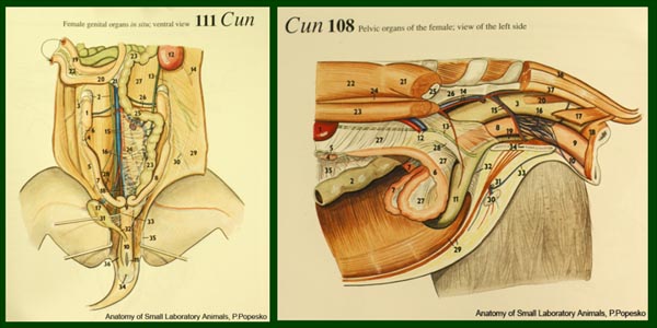 Uit het anatomieboek van Popesko: hoe ziet de baarmoeder van het konijn eruit.